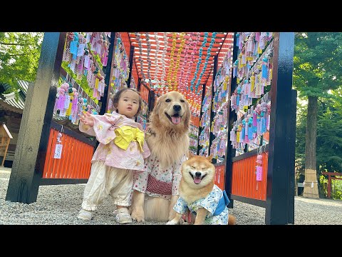 暑い夏を乗り切れるよう健康を願いに行く豆柴とゴールデンレトリバーと1歳児