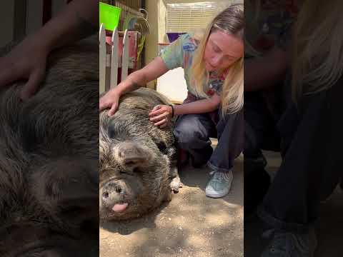 Meet Gimli the Pig #pig #gimli #farming #pigsaspets