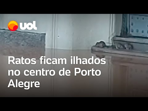 Rio Grande do Sul: ratos ficam ilhados em alagamento no centro histórico de Porto Alegre