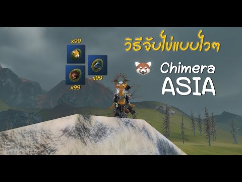 Chimeralandวิธีจับไข่แบบไวๆ