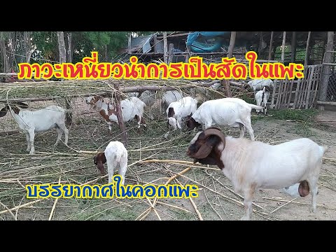 ภาวะเหนี่ยวนำการเป็นสัดในแพะ-บ ภาวะเหนี่ยวนำการเป็นสัดในแพะ-บ