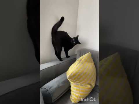 INILAH KEKUATAN ASTRAL KUCING