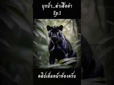 บุกป่า...ล่าเสือดำEp.1ghost