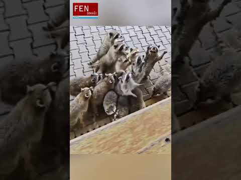 🧬 Albino Nedir? Mutasyon Sonucu Nasıl Oluşur? | Fen Sokağı #fensokağı #bilim #science