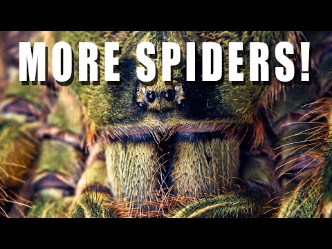 Unboxing another Spider order from Truly Tarantula Yes it happen again!

Today we are unboxing another incredible order of spiders from Adam over at Tr