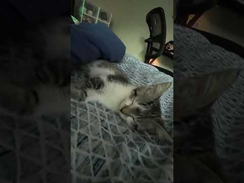 #fypシ゚viral #fyp #viral #cute #kitten #shorts
