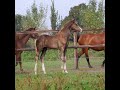 Dressage horse Gaaf hengstveulen van Bloomberg, moederlijn van Jovian!!