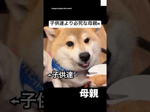 爆笑‼️子供達より食い意地がすごいお母さん😂　#柴犬　#犬　#多頭飼い  #おもしろ #柴犬のいる暮らし サムネイル