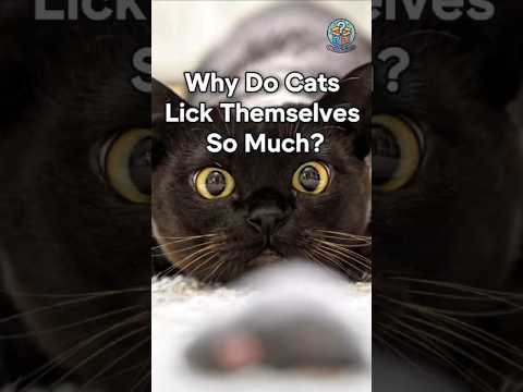 Why Do Cats Lick Themselves So Much?