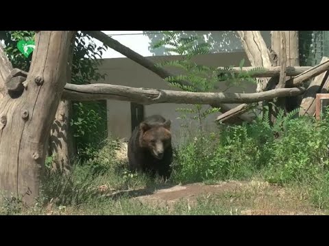 L'orso Kuma dal Bioparco di Roma a un bosco tedesco, ora vivrà in semi-libertà