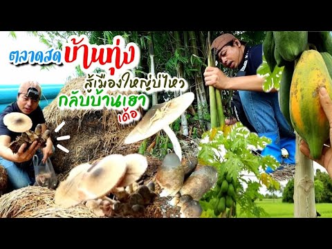 EP181สุขที่สุดก็บ้านเฮาล่ะครับ EP181สุขที่สุดก็บ้านเฮาล่ะครับ