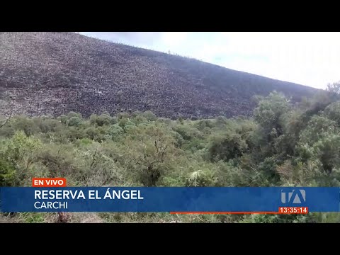 Cientos de hectáreas consumidas por incendio en la Reserva Ecológica El Ángel