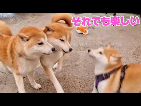 なかなか息が合わないけど、それでも楽しそうな柴犬たちがかわいい