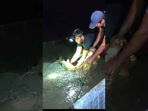 Dangerous Fishing At Night #fishing #shorts #bigfish
