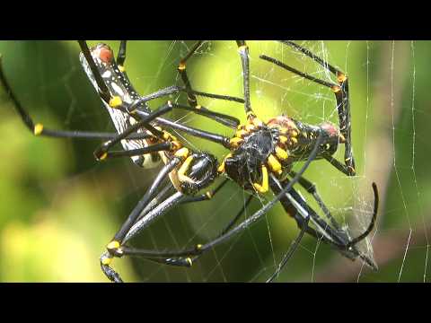 巨大なクモに巨大なクモを与えると…