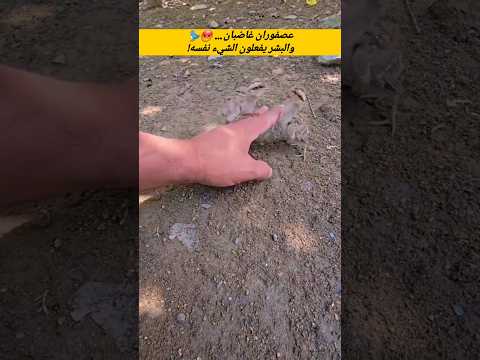 عصفوران غاضبان🐦😡 سبحان الله وبحمده