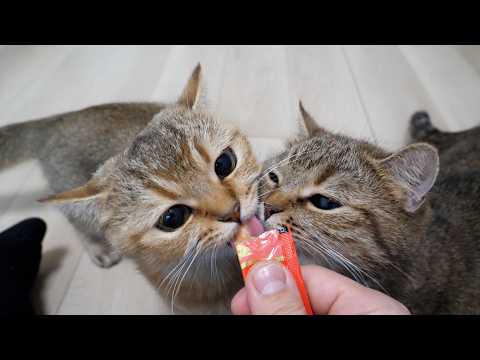 Here are the cats who start fighting over treats when you give them some…