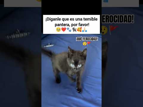 😲🚩¡QUÉ MIEDOOO! 🐾😖#cat #god #gatos  #cats #love #amor #catlovers #catlover #catshorts