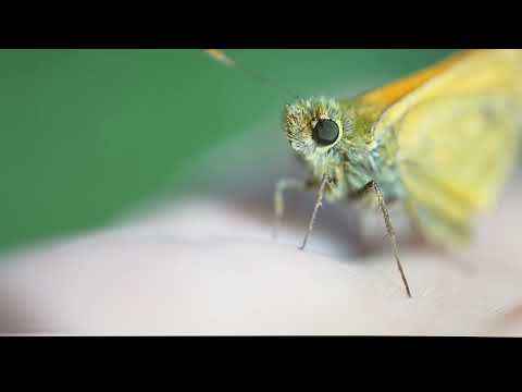 Cute Butterfly in the Wind