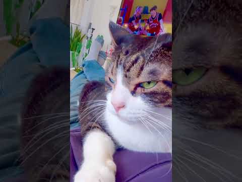 #ポイ#oddeyecat