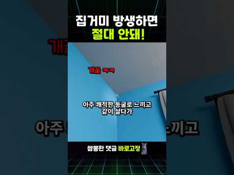 허락없이 <strong>들어와</strong> 사는 집 거미