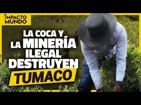 NARCOTRÁFICO: el cáncer que mata los bosques de TUMACO | Impacto Mundo