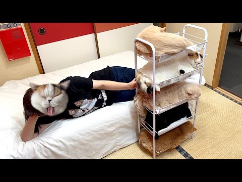 5段ワゴンでくつろぐ猫たちを5匹同時にあやす母です
