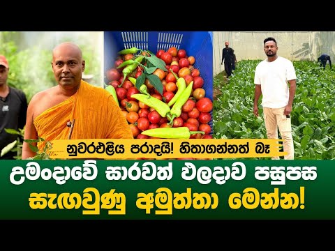 උමංදාවේ සාරවත් ඵලදාව පසුපස සැඟවුණු අමුත්තා මෙන්න!