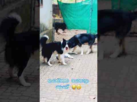 Husky Border Collie fight🔥😁