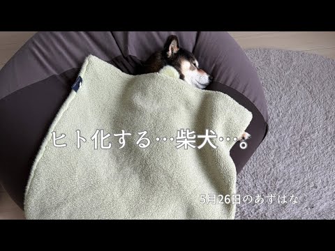 犬の動画サムネイル - 柴犬も10年一緒に暮らすと…