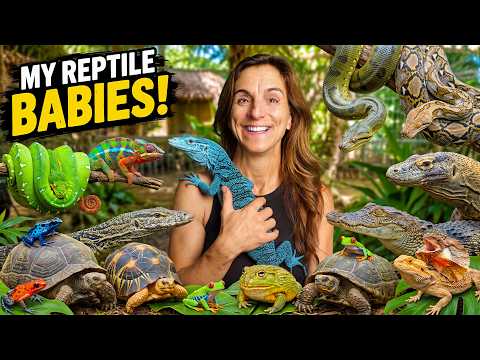 All My Baby Animals in One Video!