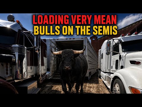 loading KILLER Bulls on the SEMI - Behind the Chutes #242