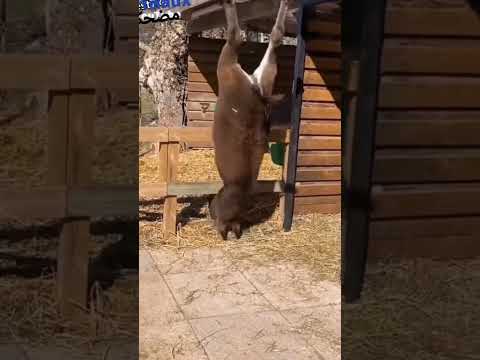 حمار مضحك | حمار نعسان | الرجل و الحمار | مقطع مضحك | حمار ياكل برتقال