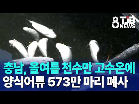 충남, 올여름 천수만 고수온에 양식어류 573만 마리 폐사｜ TJB 대전·세종·충남뉴스