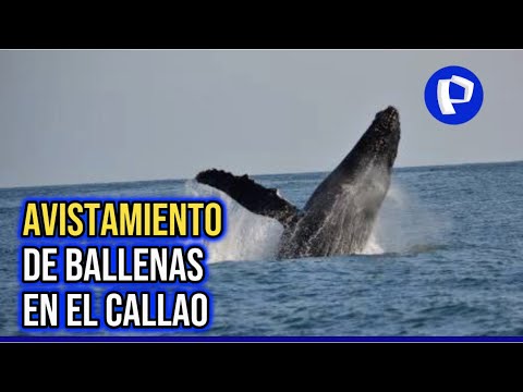 Ballenas a la vista: podrían verse estos mamíferos en costa peruana hasta fin de año