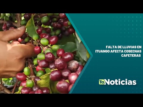 Falta de lluvias en Ituango afecta cosechas cafeteras - Teleantioquia Noticias