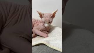 毛のない猫2匹とヒョウ柄猫3匹との暮らし【スフィンクス ベンガル猫】