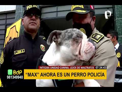 Bulldog Max recibe primer día de entrenamiento como nuevo miembro de la Policía Canina
