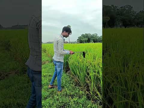 Farming reels ☘️♥️#trending #farming #viralshorts #villagelife #khetbadi #kisan #tiktok #Instagram