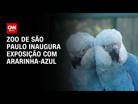 Zoo de São Paulo inaugura exposição com Ararinha-azul | CNN PRIME TIME