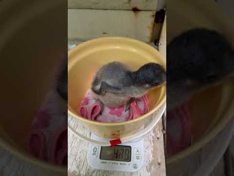 猫の動画サムネイル - 6/2ふ化🐣ジェンツーペンギン生後11日目