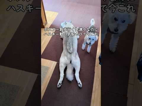 あまりボスを怒らせるなよ #shorts