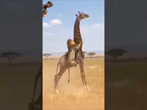 هل القوة في عضلات الأسد ام في طول صلابة الزرافة #shorts