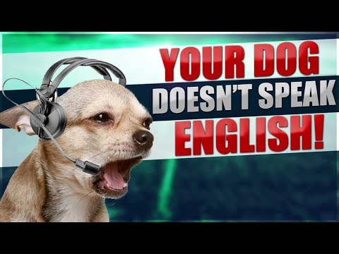 What Dogs ACTUALLY Hear When You Talk To Them!