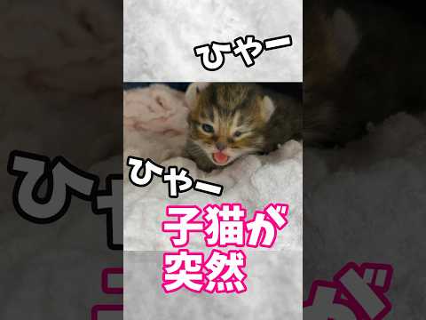 これぞ母の愛✨赤ちゃんの異変に気づいて優しく世話するママ猫✨