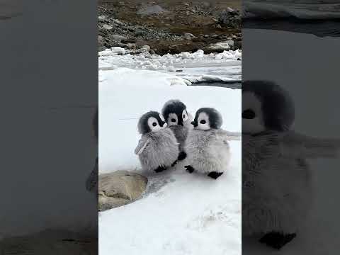 Cute baby Panguins 🤩😘 #panguin #viralvideo #trend #trending #cute #cuteanimal #explore #cutepet #fyp