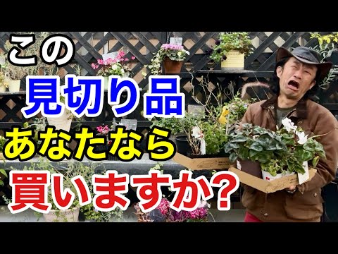 【裏情報教えます】ついつい買ってしまう方は必ず見てください　　　　　【カーメン君】【園芸】【ガーデニング】【初心者】