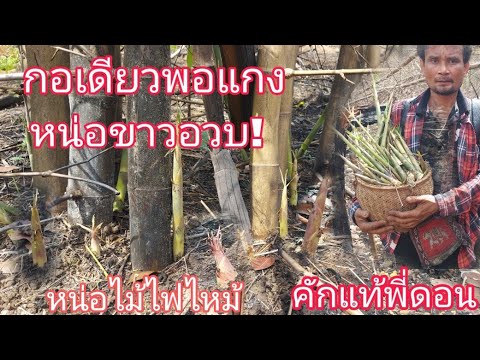 พี่ดอนหาหน่อไม้ไฟไหม้!!หน่อขา