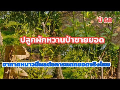 พีเจฟาร์ม Pj Farm เกษตรผสมผสาน ปลูกผักหวานป่ายอดเหลืองเพื่อขายยอดหน้าหนาวส่งผลต่อการแตกยอดจ