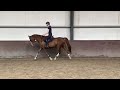 Dressage horse ⭐️Prachtige Vos merrie kwpn tuigpaard 7 jaar⭐️